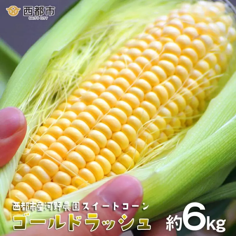 河野農園 朝どれスイートコーン『ゴールドラッシュ』約6kg【先行予約】2026年発送＜1-42＞とうもろこし トウモロコシ★