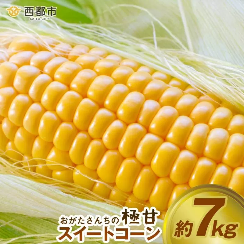 鮮度が命！生産者直送 緒方さんちの朝どれスイートコーン『イエロー』7kg【先行予約】2026年発送＜1-43＞★野菜 やさい とうもろこし