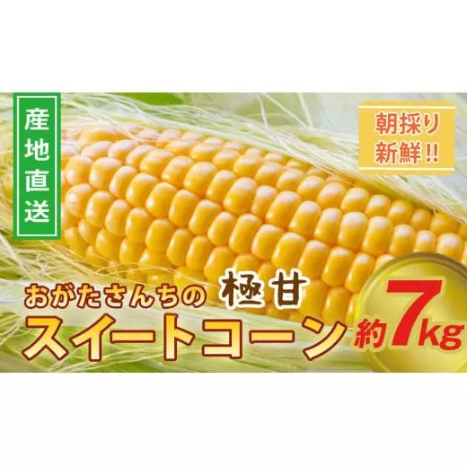 緒方さんちの朝どれスイートコーン『イエロー』7?【先行予約 2026年発送】＜1-43＞野菜 やさい とうもろこし 宮崎県産 西都市
