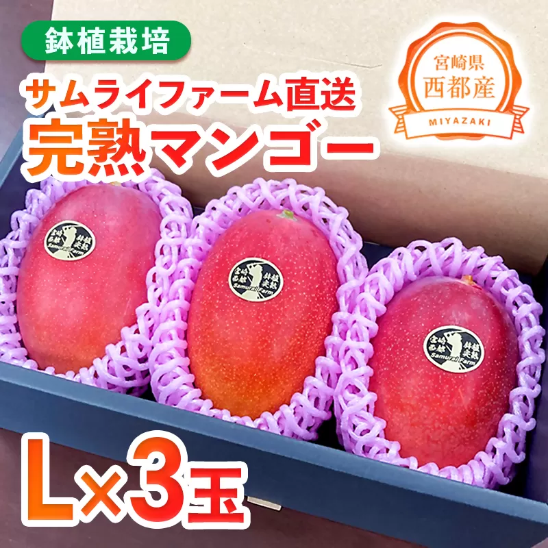 [先行予約]西都産完熟マンゴー Lサイズ×3玉 鉢植栽培 2026年発送[1.5-233]果物 くだもの フルーツ 国産 宮崎県 西都市