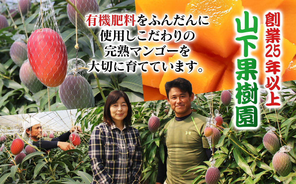 宮崎県産完熟マンゴーとミニマンゴー 1.5キロ 宮崎県産完熟マンゴー 1.5キロ（みやざき完熟ミニマンゴー』宮崎