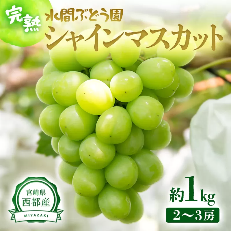 シャインマスカット 1kg(2〜3房)西都産完熟ぶどう[先行予約・2025年発送][1.1-23]宮崎県 西都市 くだもの フルーツ 果物 ぶどう 葡萄