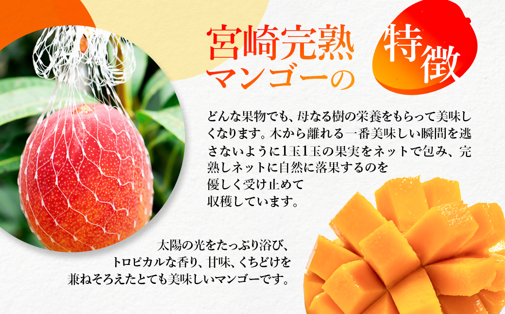 訳あり 西都産完熟マンゴー 2玉~4玉(900g~1kg)鉢植栽培<1.2 訳あり 西都産完熟マンゴー 2玉~4玉(900g~1kg)鉢植栽培<1.2