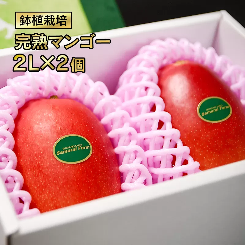 【先行予約】西都産完熟マンゴー 2L×2玉　鉢植栽培　2025年発送＜1.5-130＞果物 くだもの フルーツ 西都市産 国産 高級フルーツ 宮崎県西都市