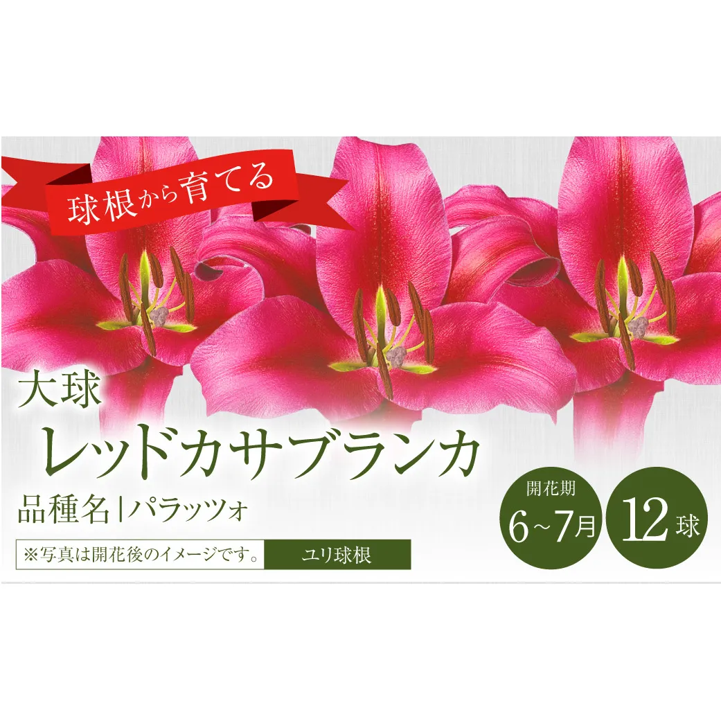 ユリ球根 大球レッドカサブランカ 12球 赤花品種 花 フラワー 園芸 ガーデニング 植物 高品質 送料無料