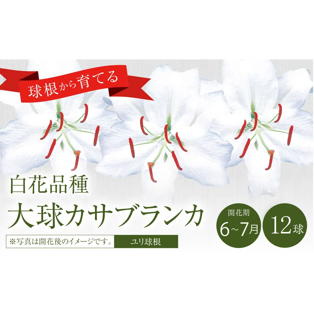 ユリ球根 大球カサブランカ 12球 白花品種 花 フラワー 園芸 ガーデニング 植物 高品質 送料無料