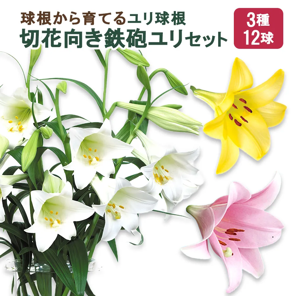 【ふるさと納税】ユリ球根　切花向き鉄砲ユリセット3種12球 花 フラワー 園芸 ガーデニング 植物 高品質 送料無料