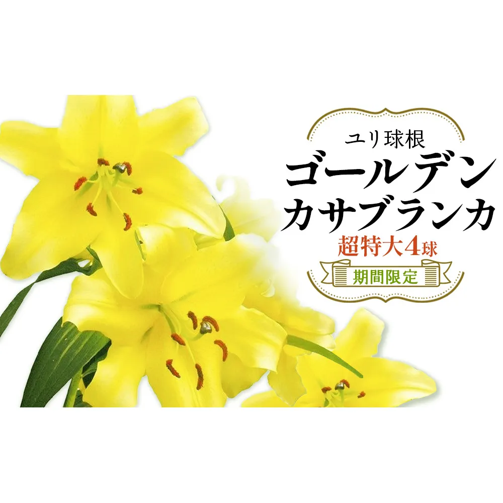 【ふるさと納税】【期間限定】ユリ球根　超特大球ゴールデンカサブランカ黄色：4球　黄花品種 花 フラワー 園芸 ガーデニング 植物 高品質 送料無料