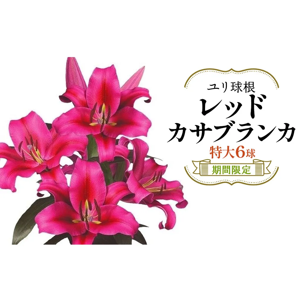 【期間限定】ユリ球根 特大球レッドカサブランカ 6球 赤花品種 花 フラワー 園芸 ガーデニング 植物 高品質 送料無料