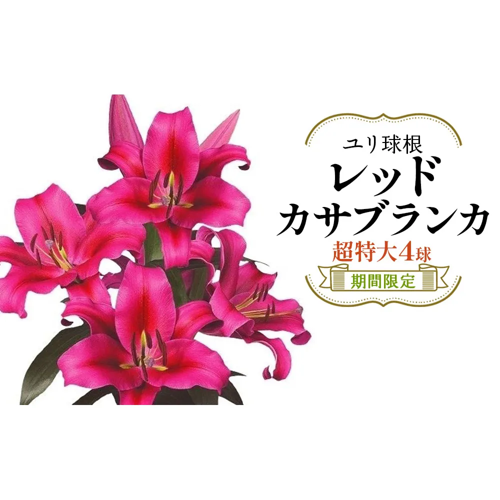 【期間限定】ユリ球根 超特大球レッドカサブランカ4球 赤花品種 花 フラワー 園芸 ガーデニング 植物 高品質 送料無料