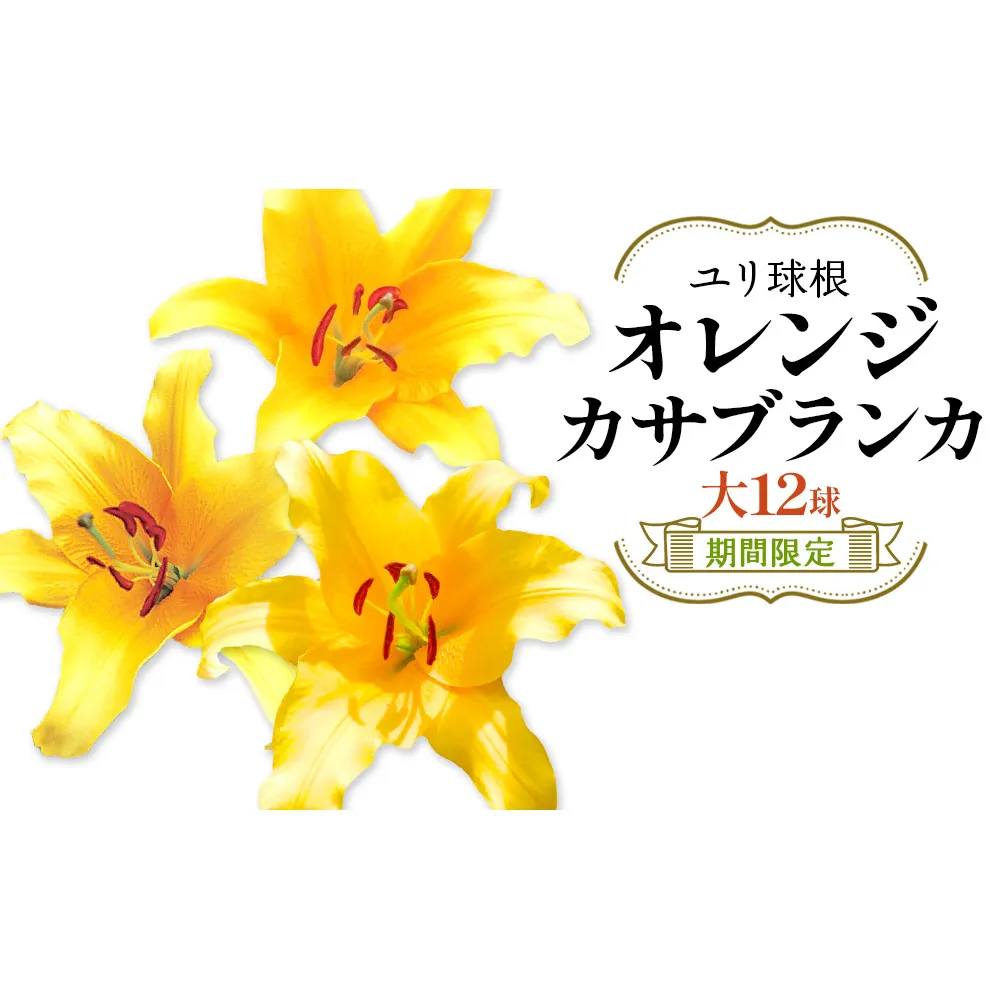 【期間限定】ユリ球根 大球オレンジカサブランカ 12球 橙花品種 花 フラワー 園芸 ガーデニング 植物 高品質 送料無料