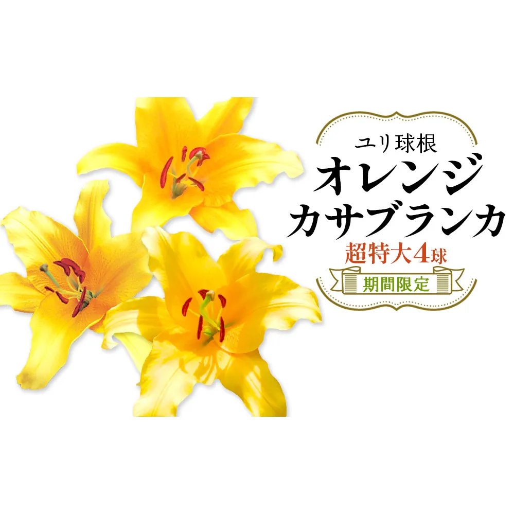 ユリ球根 超特大球オレンジカサブランカ 4球 橙花品種 花 フラワー 園芸 ガーデニング 植物 高品質 送料無料