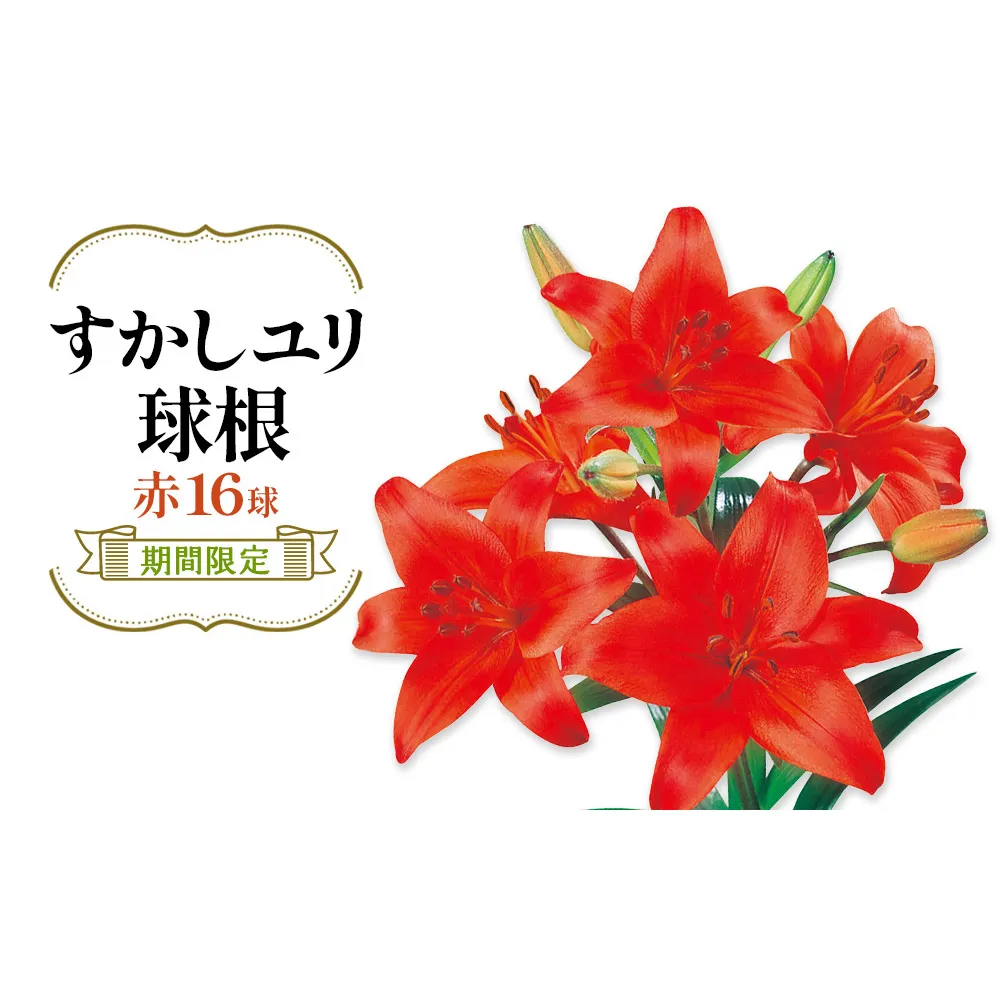 【期間限定】ユリ球根 すかしユリ 赤花16球 送料無料 赤