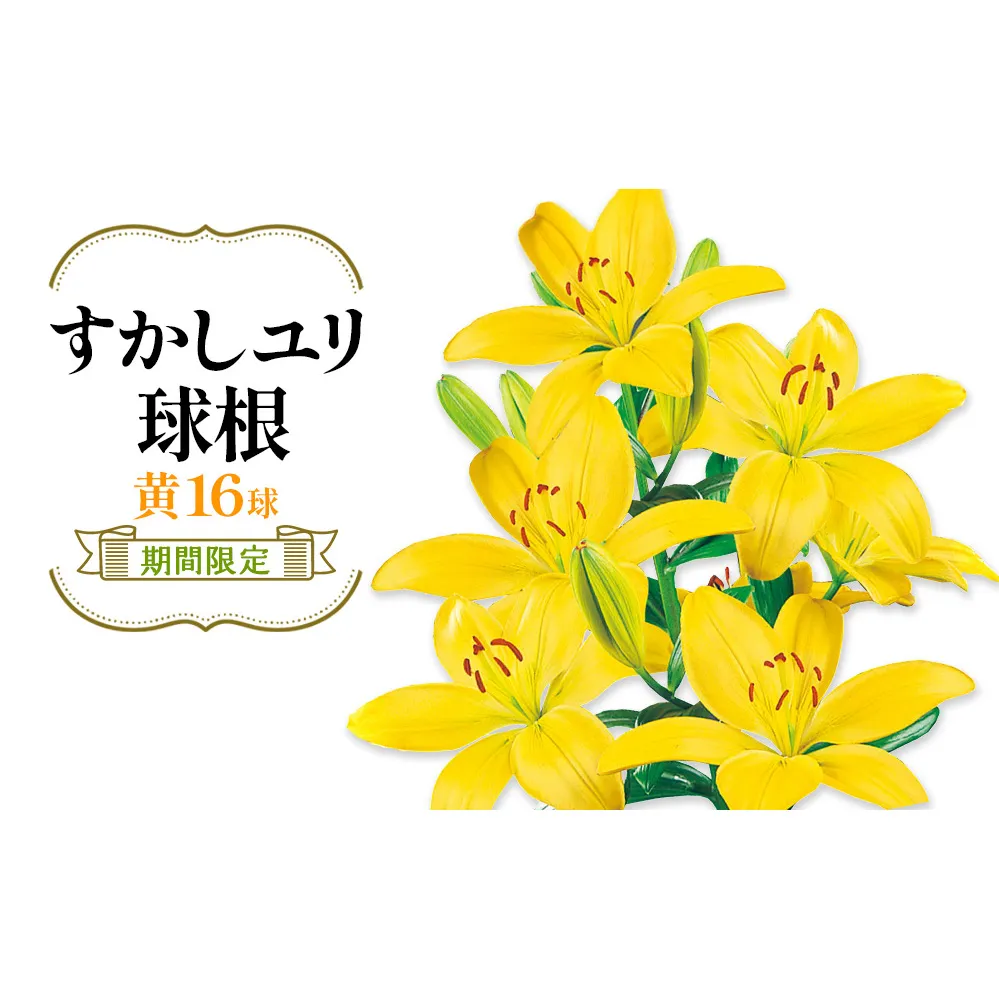 【期間限定】ユリ球根 すかしユリ 黄花16球 送料無料 黄