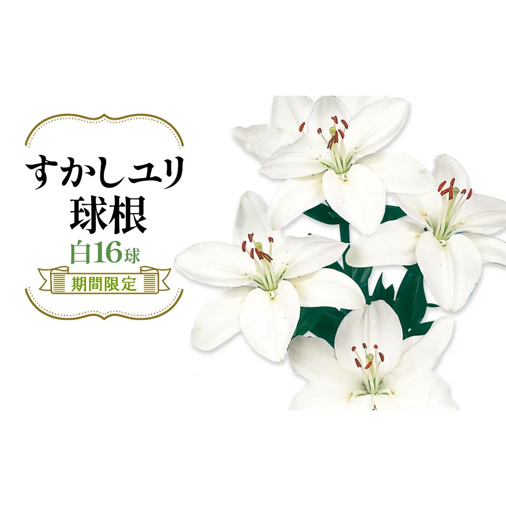【期間限定】ユリ球根 すかしユリ 白花16球 送料無料 白