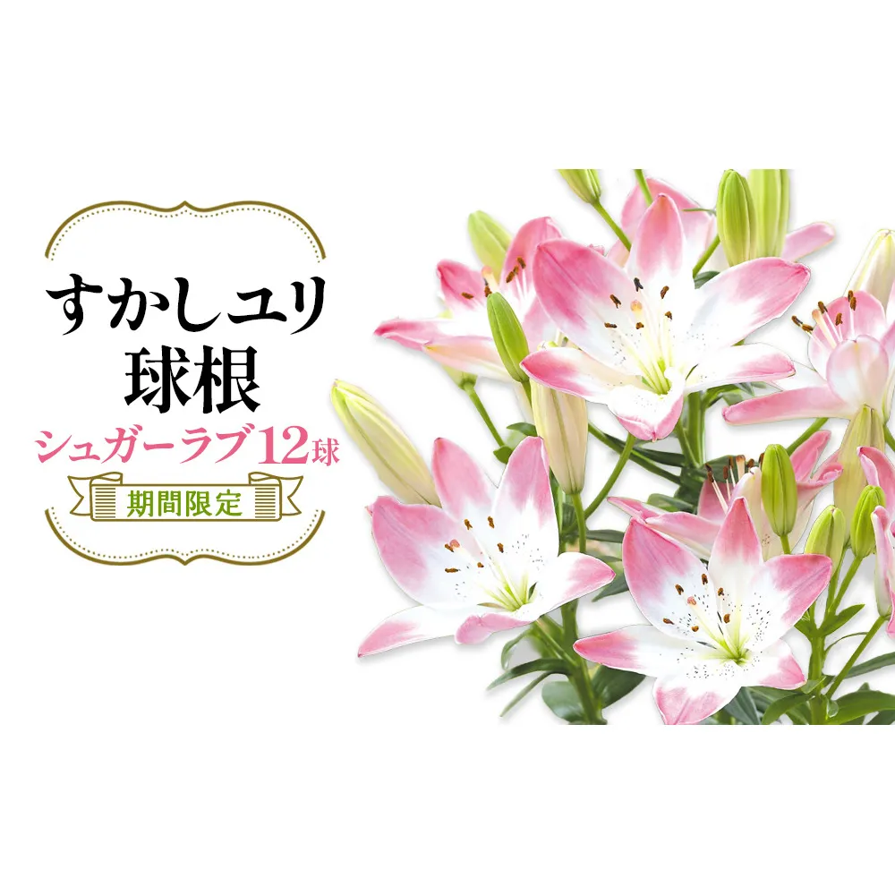 【期間限定】ユリ球根  すかしユリ シュガーラブ 12球 花 フラワー 園芸 ガーデニング 植物 高品質 送料無料