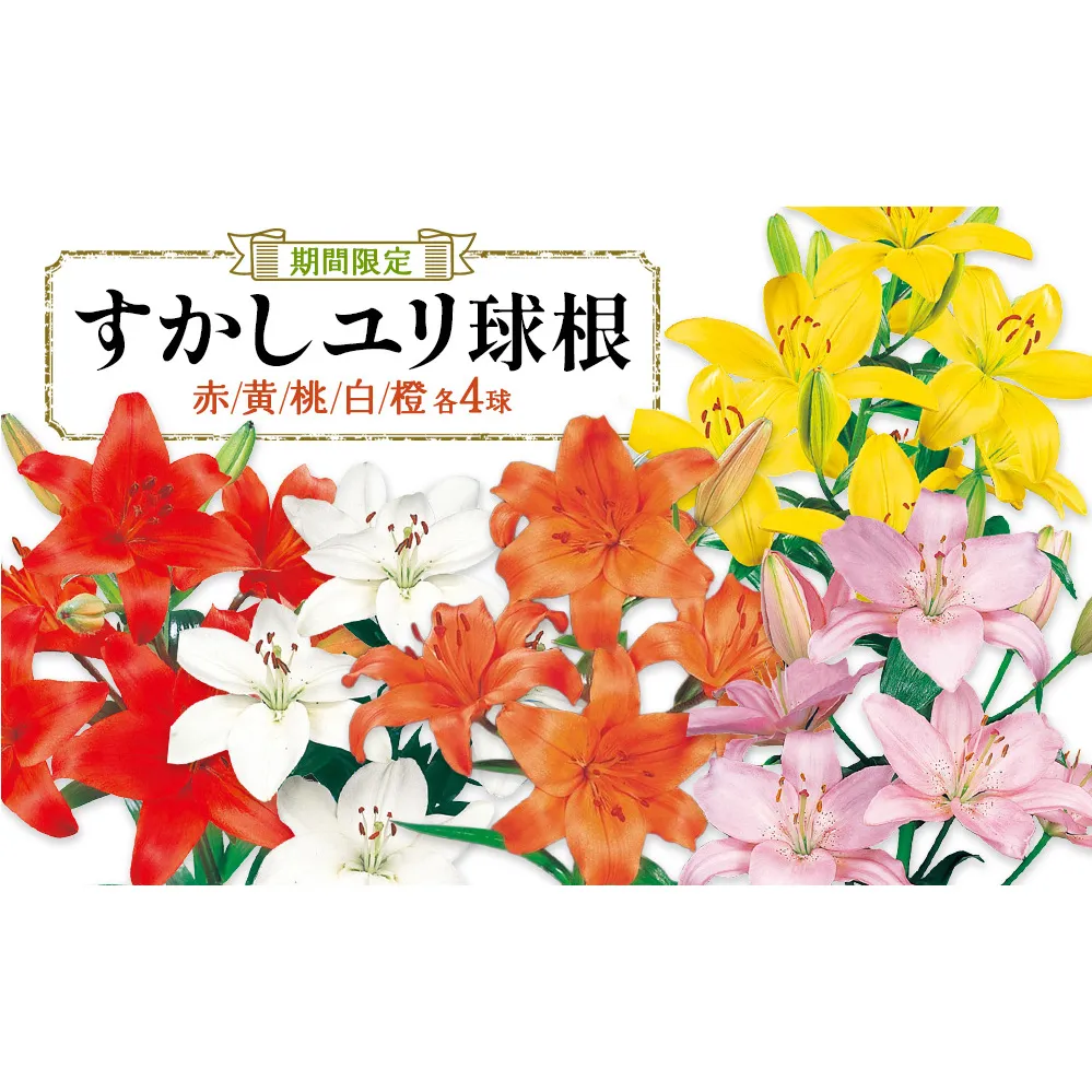 【期間限定】ユリ球根 カラフルすかしユリセット5色20球 花 フラワー 園芸 ガーデニング 植物 高品質 送料無料