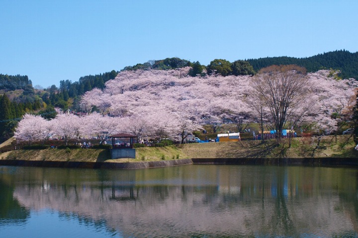 上米公園桜まつり