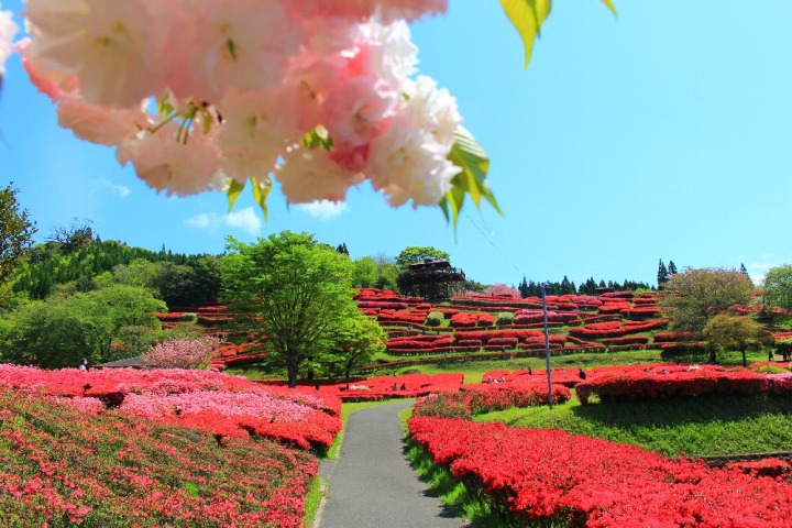 椎八重公園つつじまつり