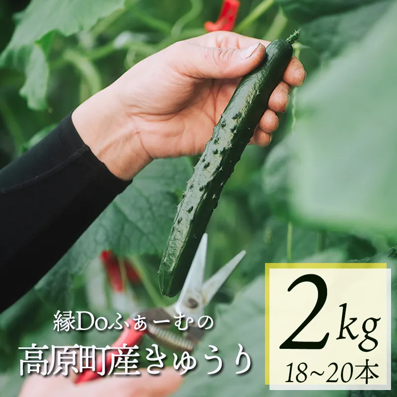 宮崎県高原町産きゅうり2kg（18～20本）　[国産 九州産 サラダ お料理 ワンストップオンライン 10000円以下] TF0905ｰP00082