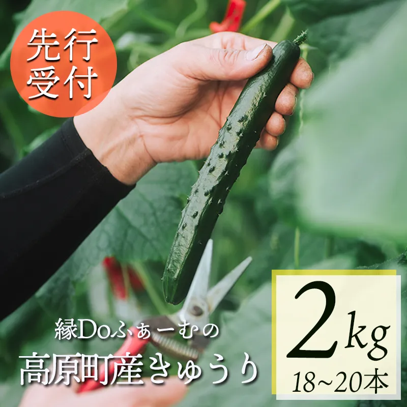【先行受付10月収穫分】宮崎県高原町産きゅうり2kg（18～20本）　[国産 九州産 サラダ お料理 ワンストップオンライン 10000円以下] TF0905ｰP00082