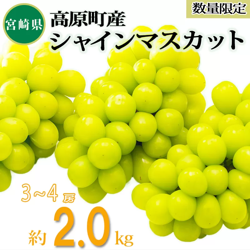 【先行予約・数量限定】シャインマスカット (約2kg) 久保ぶどう園の果汁たっぷりの美味しい種なし葡萄 [先行受付 大粒 果物 フルーツ 季節限定 期間限定 果物 産地直送] TF0394-P00005