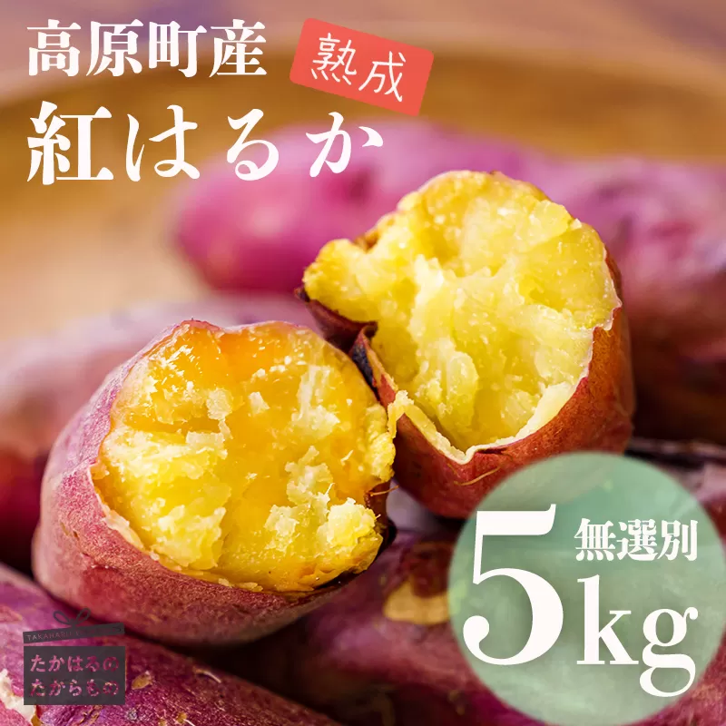  《先行受付》南九州の名産品「熟成紅はるか」5kg（無選別）[甘藷 さつまいも 焼き芋用 蒸かし芋] TF0719-P00061
