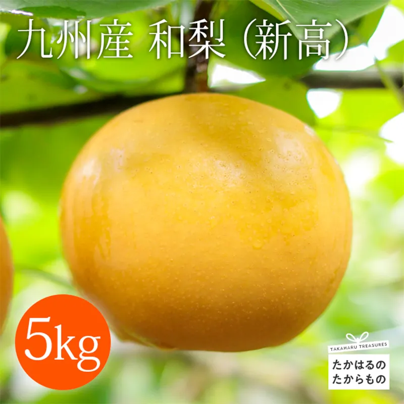 【期間限定】九州産 和梨「新高(にいたか)」 約5kg [季節限定 期間限定 果物 フルーツ 国産 日本産] TF0313-P00025