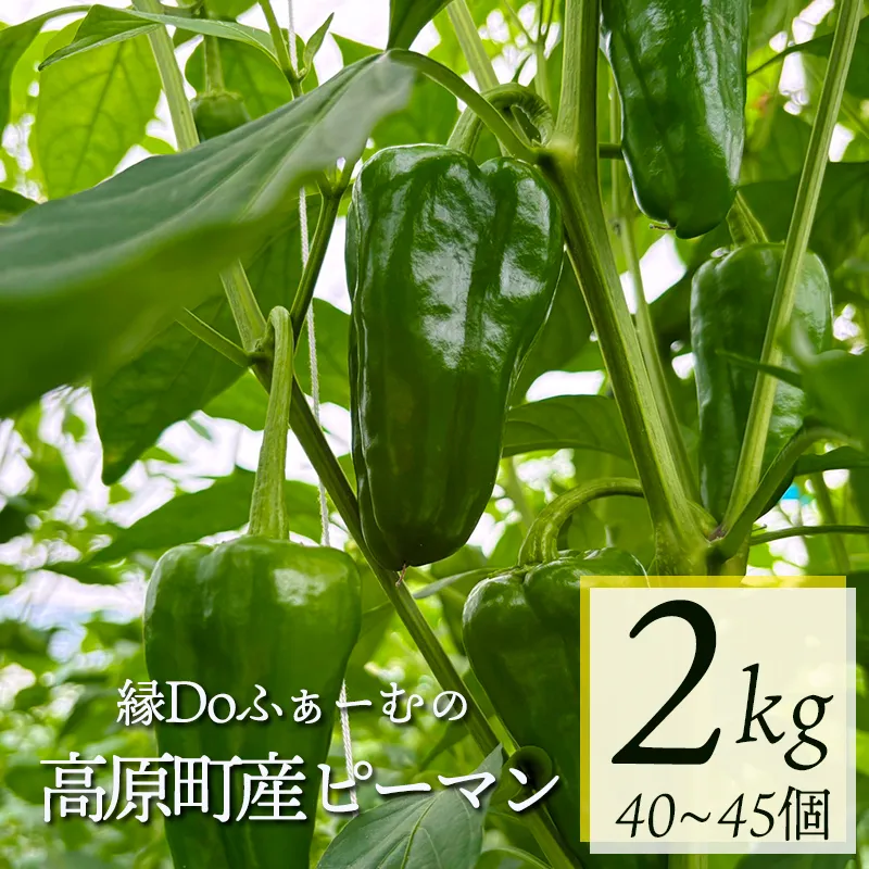 宮崎県高原町産ピーマン2kg(約40〜45個) [国産 九州産 炒め物 焼肉 BBQ 肉詰め 天ぷら 中華 10000円以下] TF0919-P00082 [TF919]
