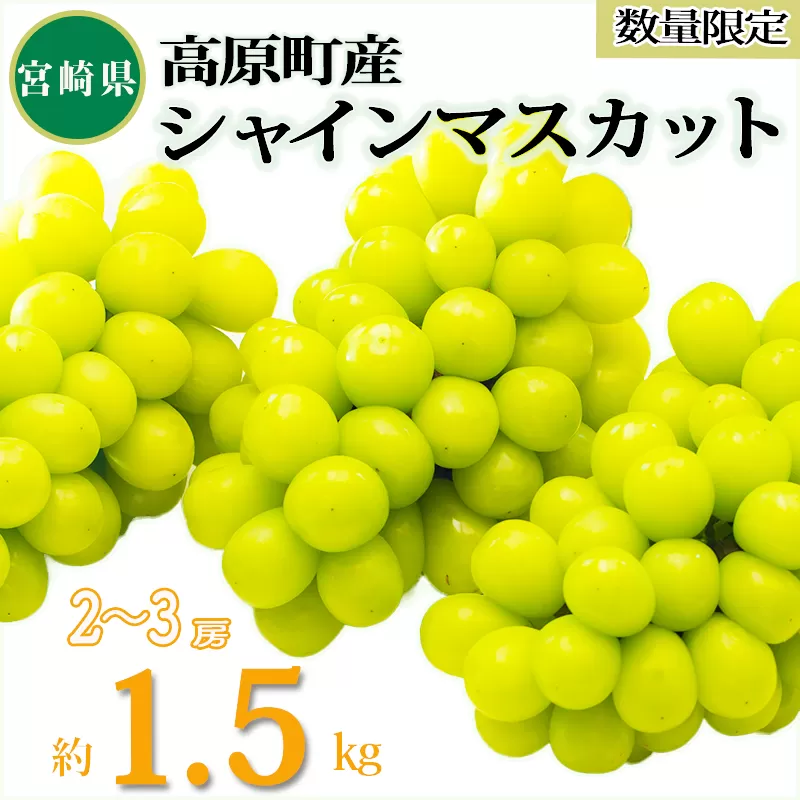 【先行予約・数量限定】シャインマスカット約1.5kg（2〜3房) 久保ぶどう園の果汁たっぷりの美味しい種なし葡萄 [先行受付 大粒 果物 フルーツ 季節限定 期間限定 果物 産地直送] TF0780-P00005