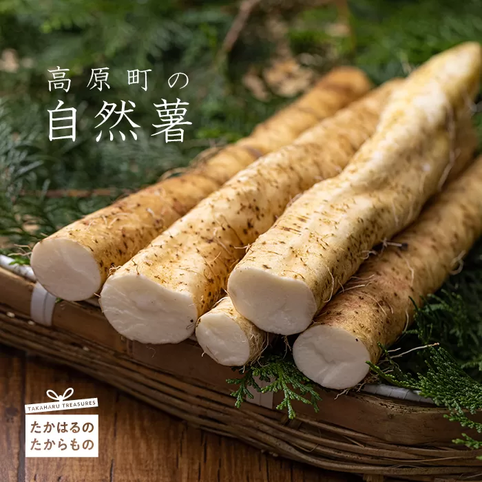 《数量限定・先行受付》高原町の自然薯(1kg以上) 天然のむかごを種芋に使用！ [野菜 山芋 ワンストップオンライン対応] TF0503-P00042