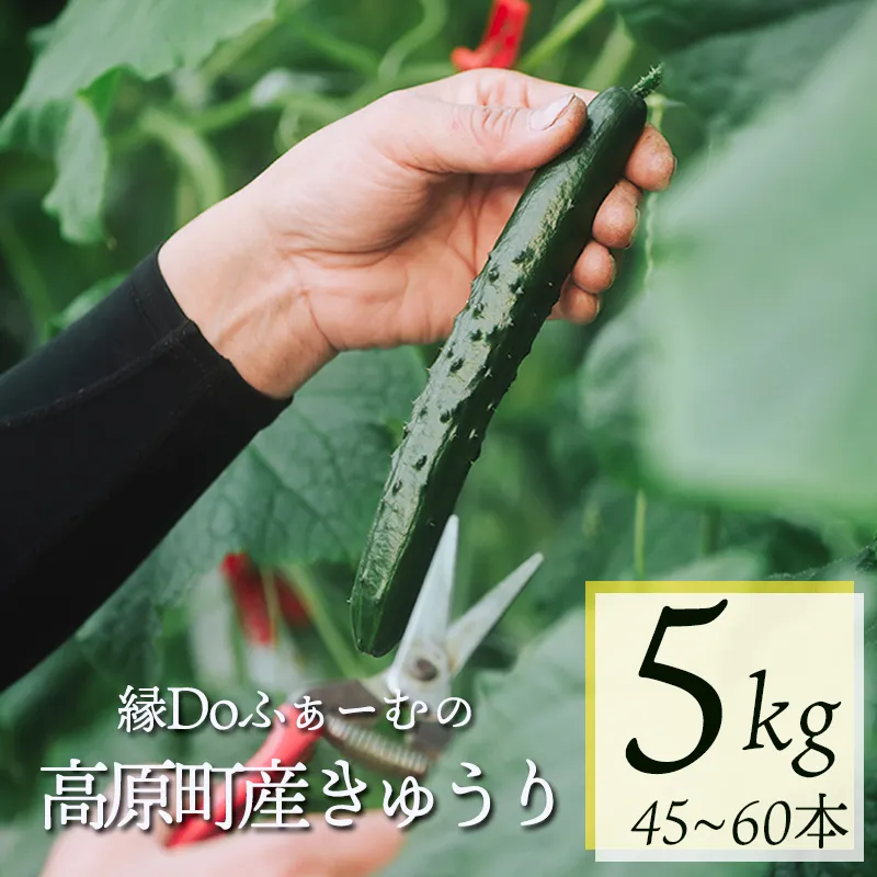 宮崎県高原町産きゅうり5kg（45～60本）　[国産 九州産 サラダ お料理 ワンストップオンライン 10000円] TF0906ｰP00082