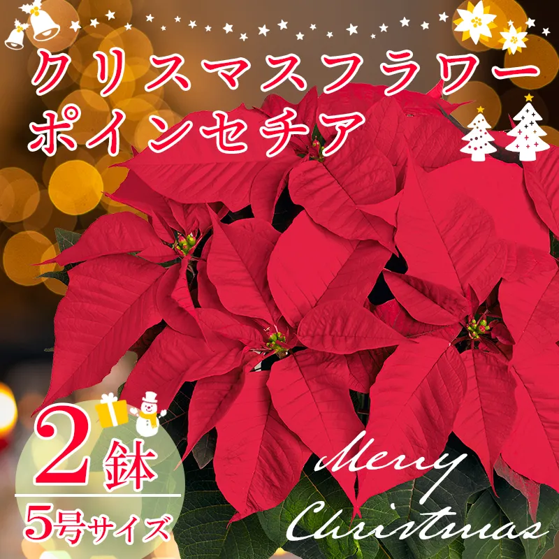 【先行受付】年末を華やかに彩る クリスマスフラワー ポインセチア 2鉢セット 5号サイズ 11月中旬頃からお届け！ [贈り物 ギフト 贈答 フラワーセット お花 観葉植物 パーティ 飾り ワンストップオンライン] TF0920-P00024