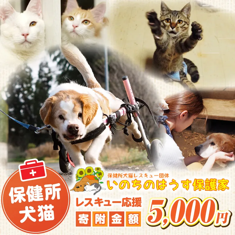保健所犬猫レスキュー【返礼品なしのご寄附】犬 猫 保護 レスキュー 動物愛護 返礼品なし ペット 保護犬 保護猫 支援 応援 ボランティア