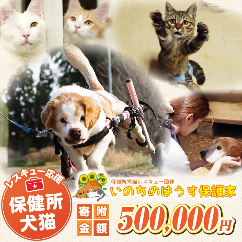 保健所犬猫レスキュー【返礼品なしのご寄附】犬 猫 保護 レスキュー 動物愛護 返礼品なし ペット 保護犬 保護猫 支援 応援 ボランティア