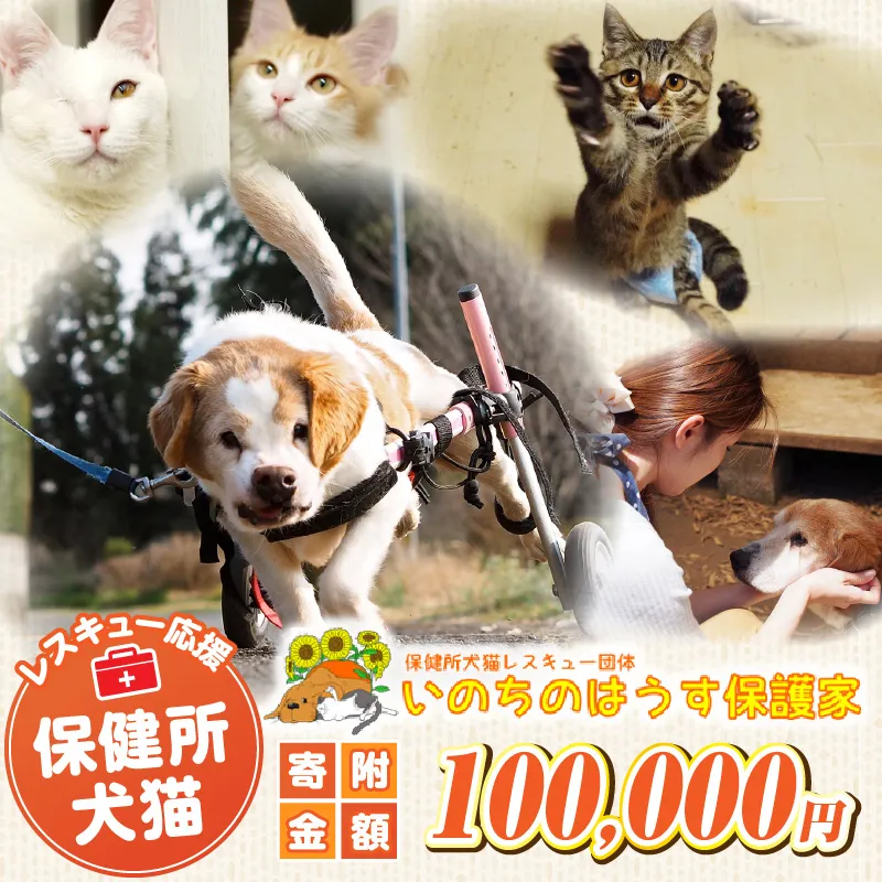 保健所犬猫レスキュー【返礼品なしのご寄附】犬 猫 保護 レスキュー 動物愛護 返礼品なし ペット 保護犬 保護猫 支援 応援 ボランティア