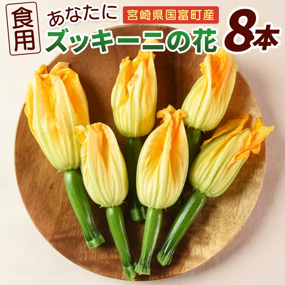 ＜あなたにズッキーニの花 8個＞翌月末迄に順次出荷【 野菜 青果 国産 料理 アレンジ 天ぷら 】 