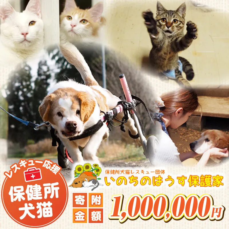 保健所犬猫レスキュー【返礼品なしのご寄附】犬 猫 保護 レスキュー 動物愛護 返礼品なし ペット 保護犬 保護猫 支援 応援 ボランティア