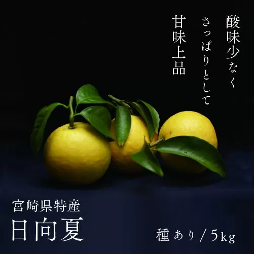 初春の旬 日向夏 種あり 5kg 先行受付