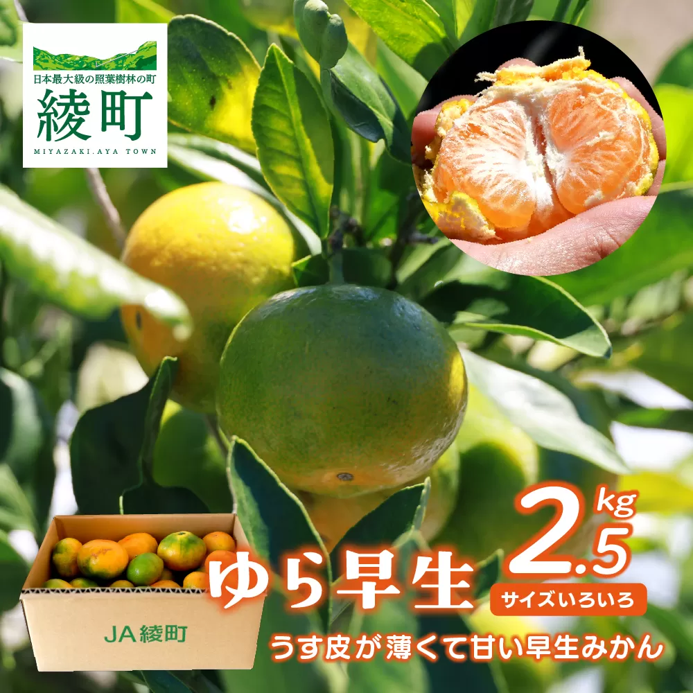 【2025年先行予約】ゆら早生みかん 2.5kg サイズミックス 宮崎県 綾町