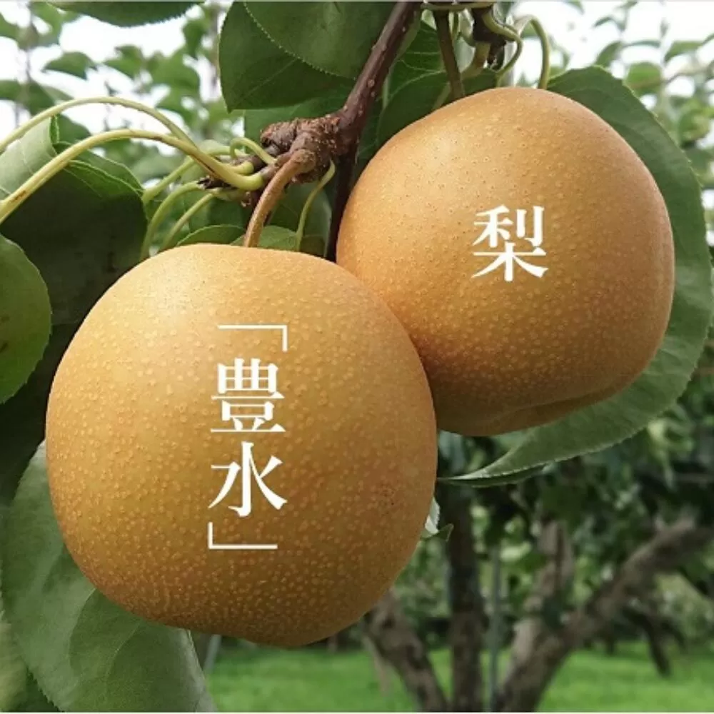 秋初め和梨「豊水」【JA綾町】_A0114-231