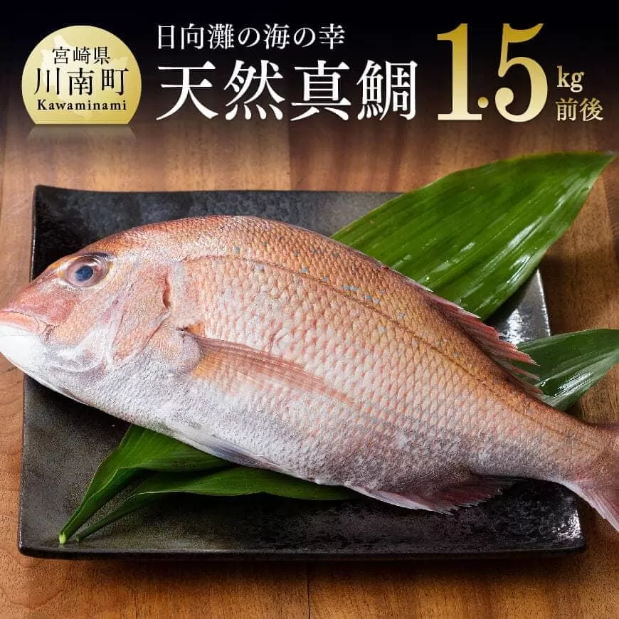 『日向灘の海の幸』天然真鯛（活き締め） 鮮魚 さかな 刺身 煮つけ 九州 宮崎 川南町 新鮮 魚 魚介類