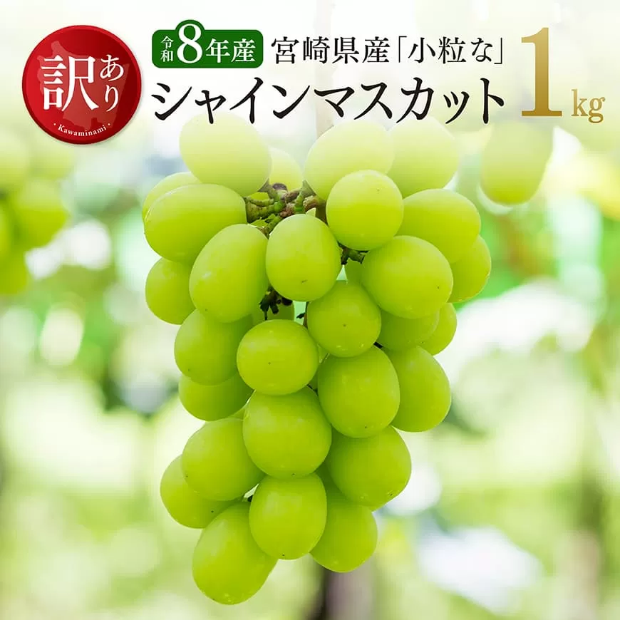 【令和8年産】【訳あり】小粒なシャインマスカット1kg ぶどう 果物 葡萄 フルーツ ブドウ デザート 川南町産 数量限定 期間限定