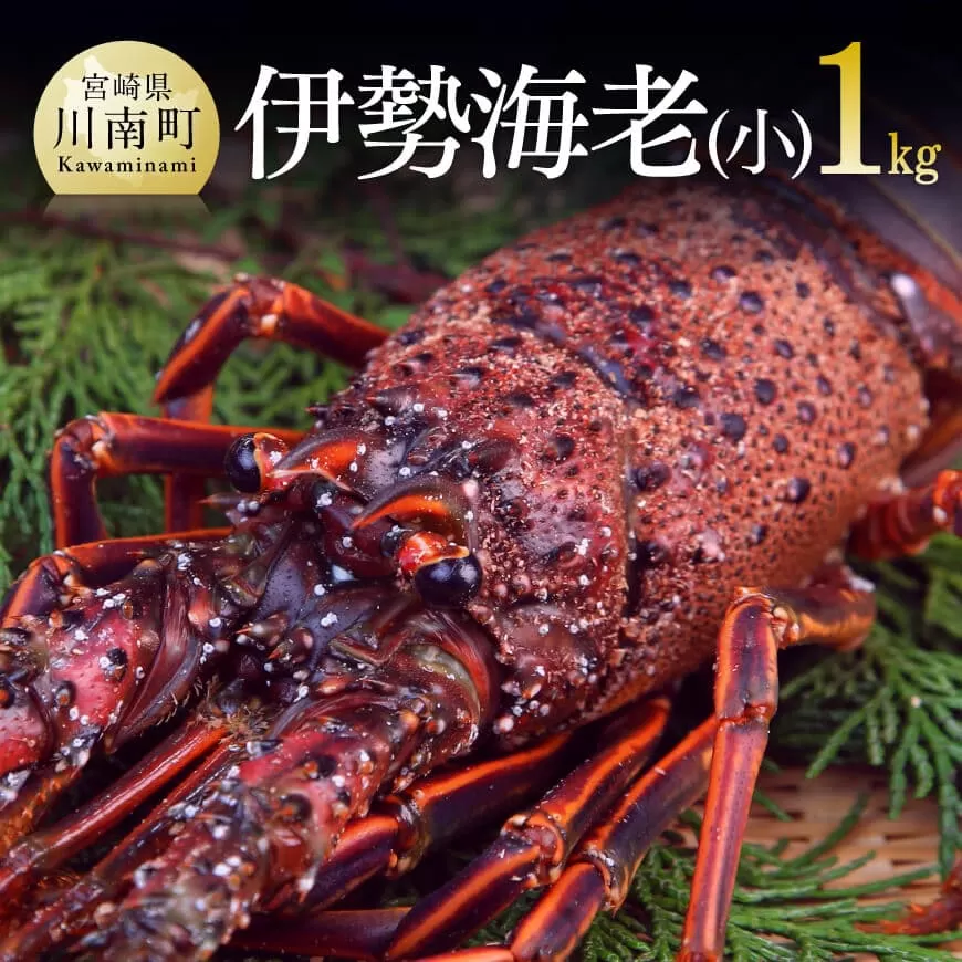 担当者厳選! 伊勢海老(小)1.0kg(5〜9尾) 伊勢えび 魚介類 いせえび 海産物 宮崎県産 国産