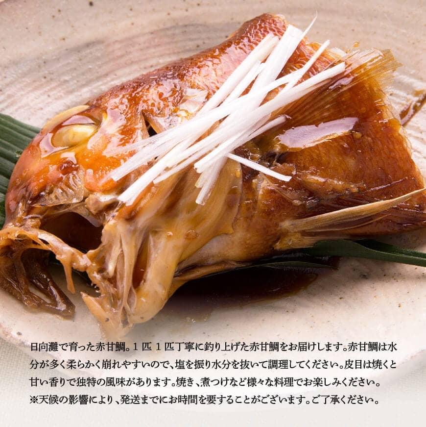 釣 甘鯛』長崎県産 1尾（約700g）※冷蔵 高邦｜お取り寄せグルメ