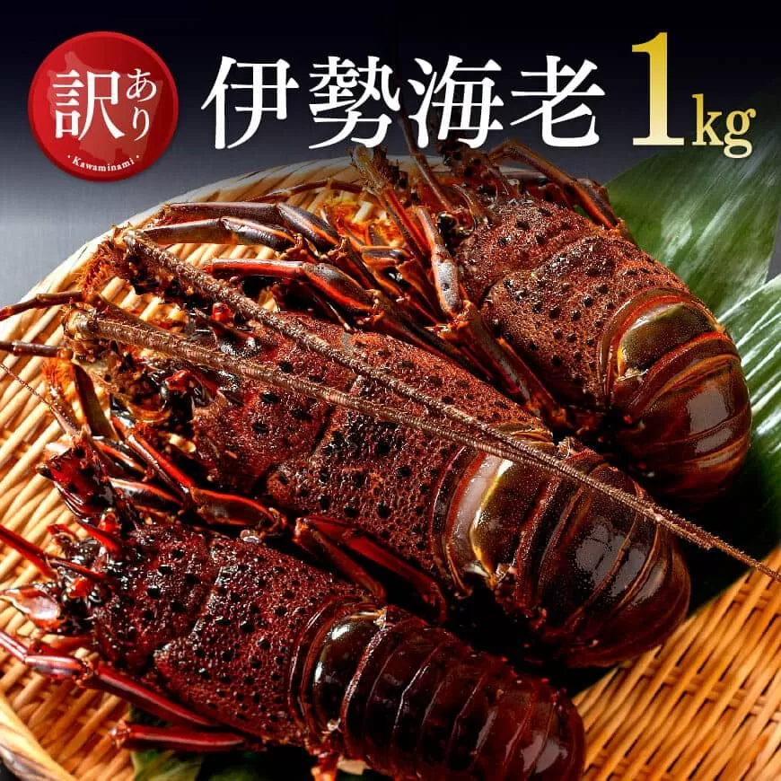 【訳あり】冷凍伊勢海老1kg（2～7尾） 魚介 伊勢海老 イセエビ 訳あり 宮崎県 川南町 送料無料