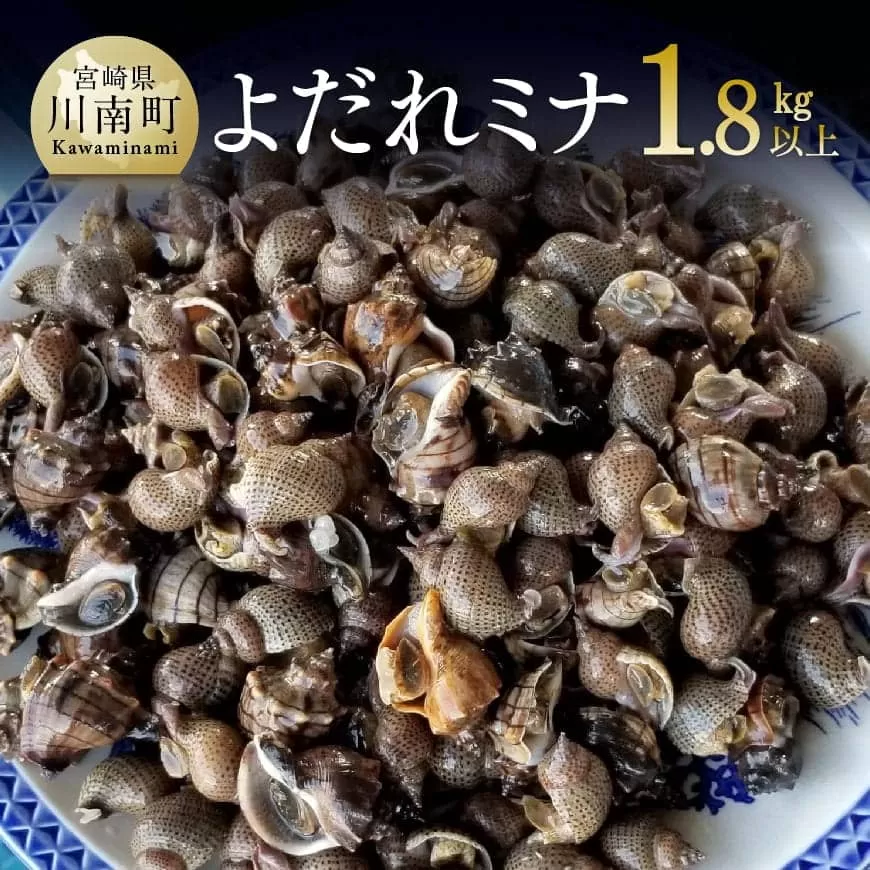 宮崎県産活貝 日向灘獲れ!よだれミナ(シマミクリ貝・シマアラレミクリ貝) 貝 魚介 活貝 新鮮 おつまみ 魚介類 川南町