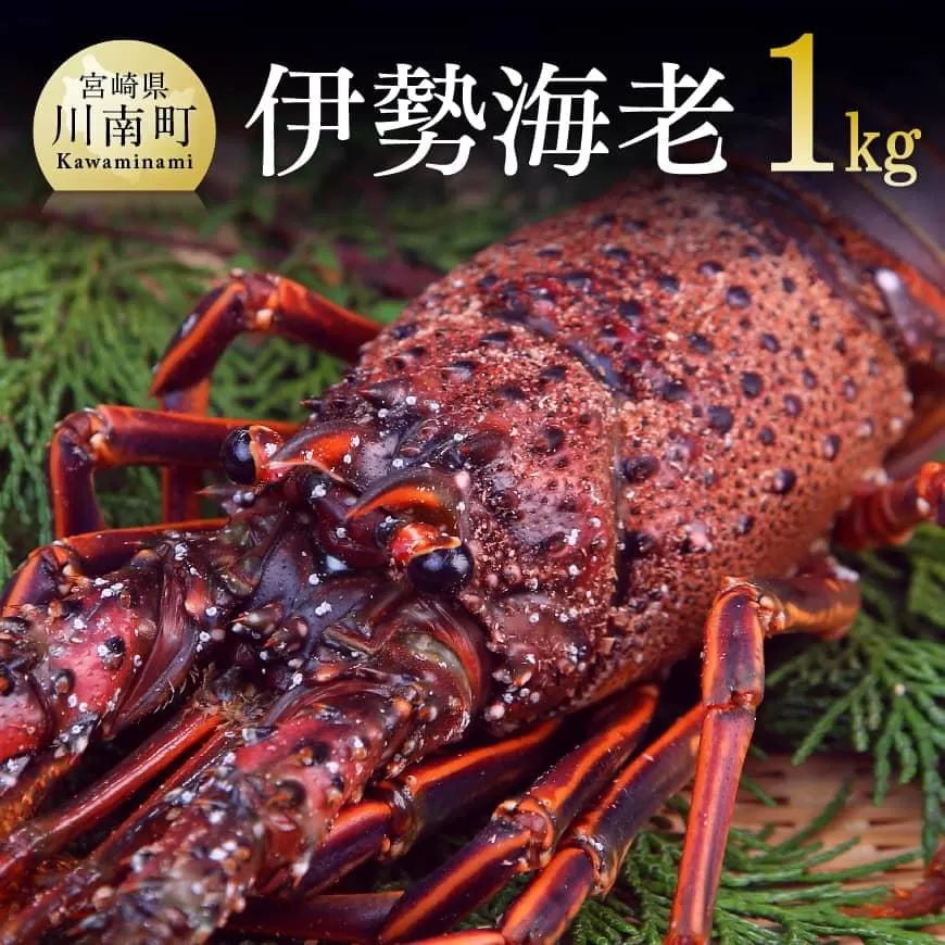 担当者厳選!伊勢海老1000g(2〜5尾) 伊勢えび 魚介類 いせえび 海産物 宮崎県産 国産