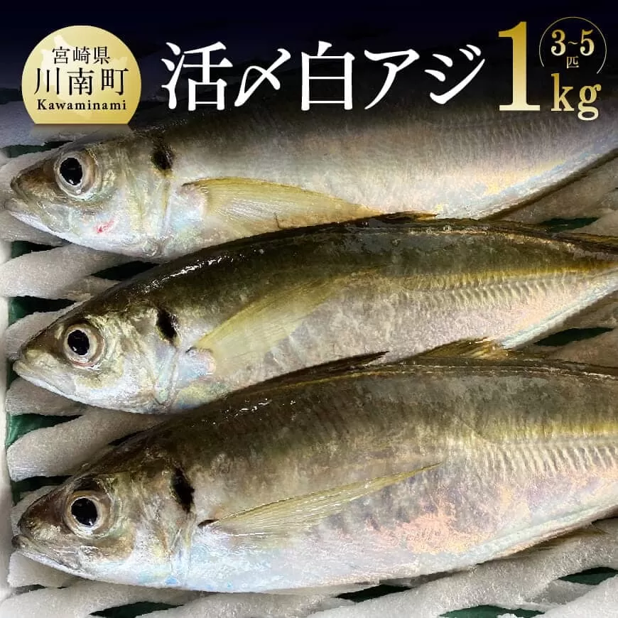 日向灘獲れ！活〆白アジ１kg 鮮魚 魚介 魚介類 新鮮 刺身 塩焼き 魚 海の幸