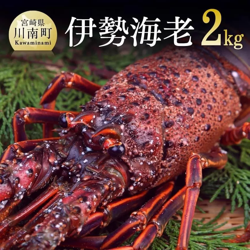 担当者厳選！ 伊勢海老2.0kg（2～8尾） 伊勢えび 魚介類 いせえび 海産物 宮崎県産 国産